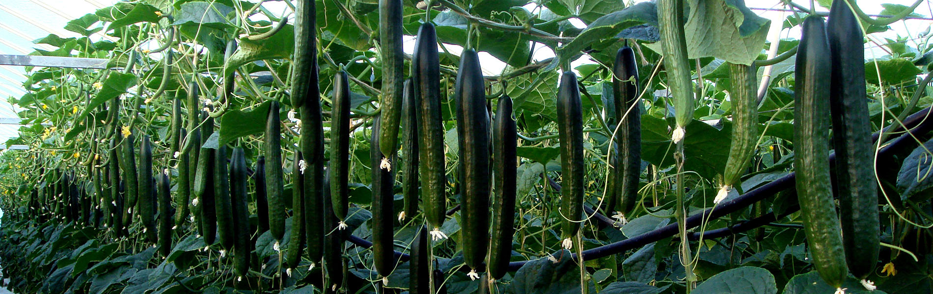 Concombres fruits