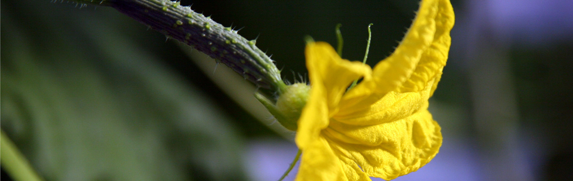 Fleur de concombre