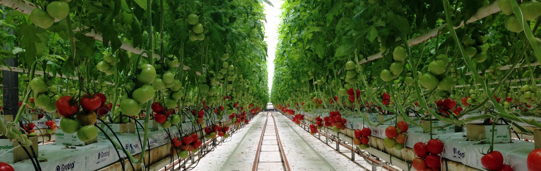 Production de tomates